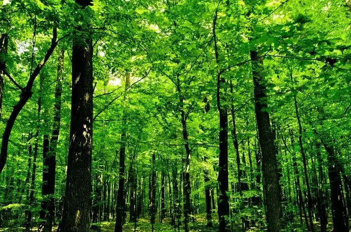 oak